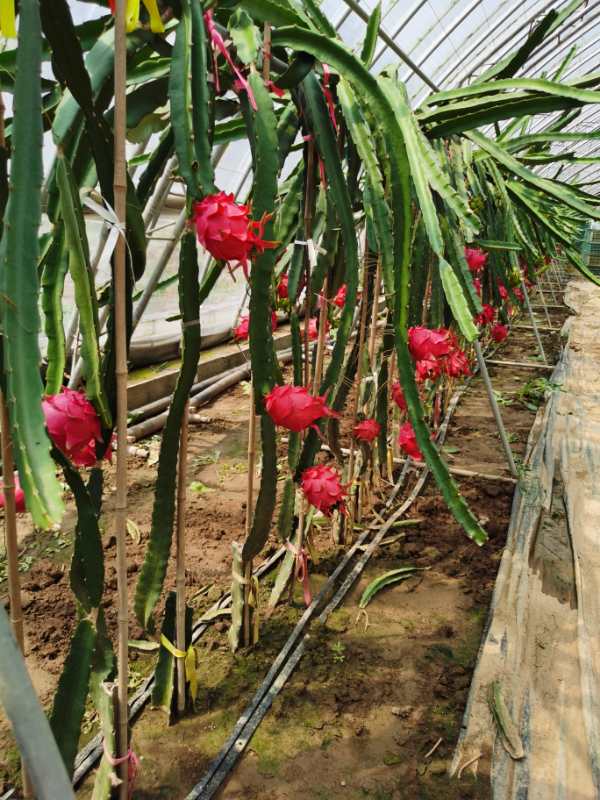 “台湾大红”相比其他品种火龙果的优势